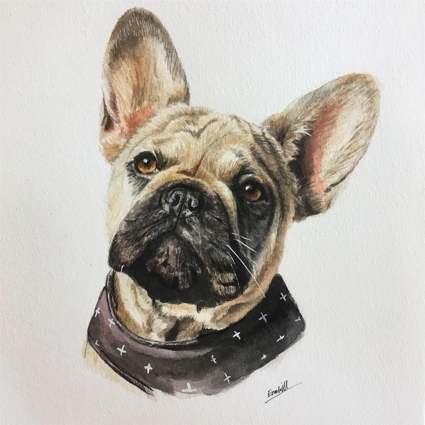 Pet Portrait 