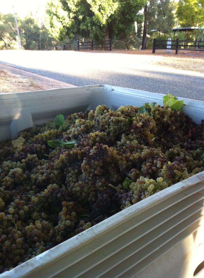 First grapes for Liqueur Verdelho Vintage 2014