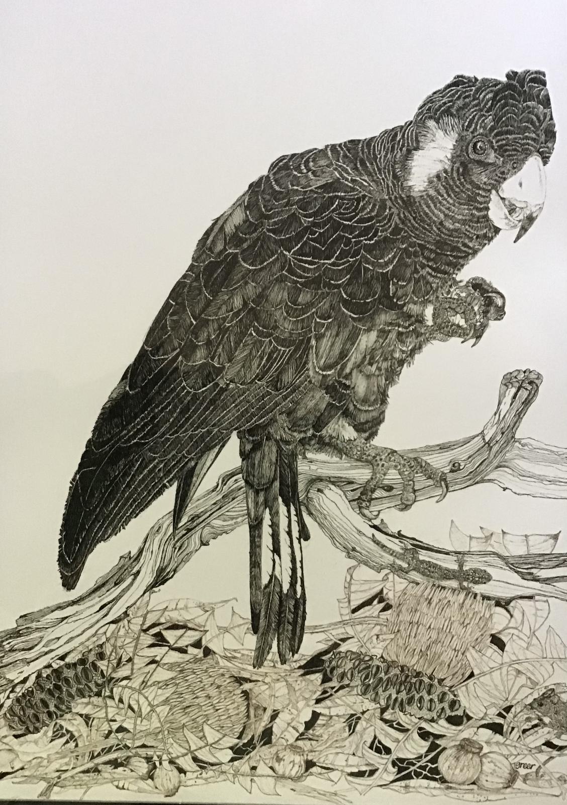 Carnabys black cockatoo