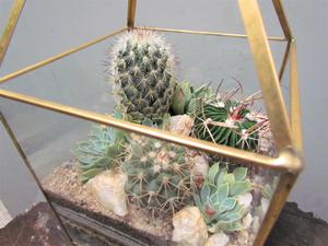 Miss Moss' Terrariums