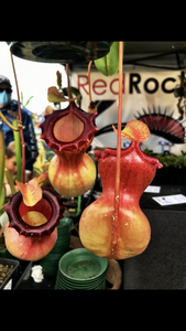 RedRock Nursery