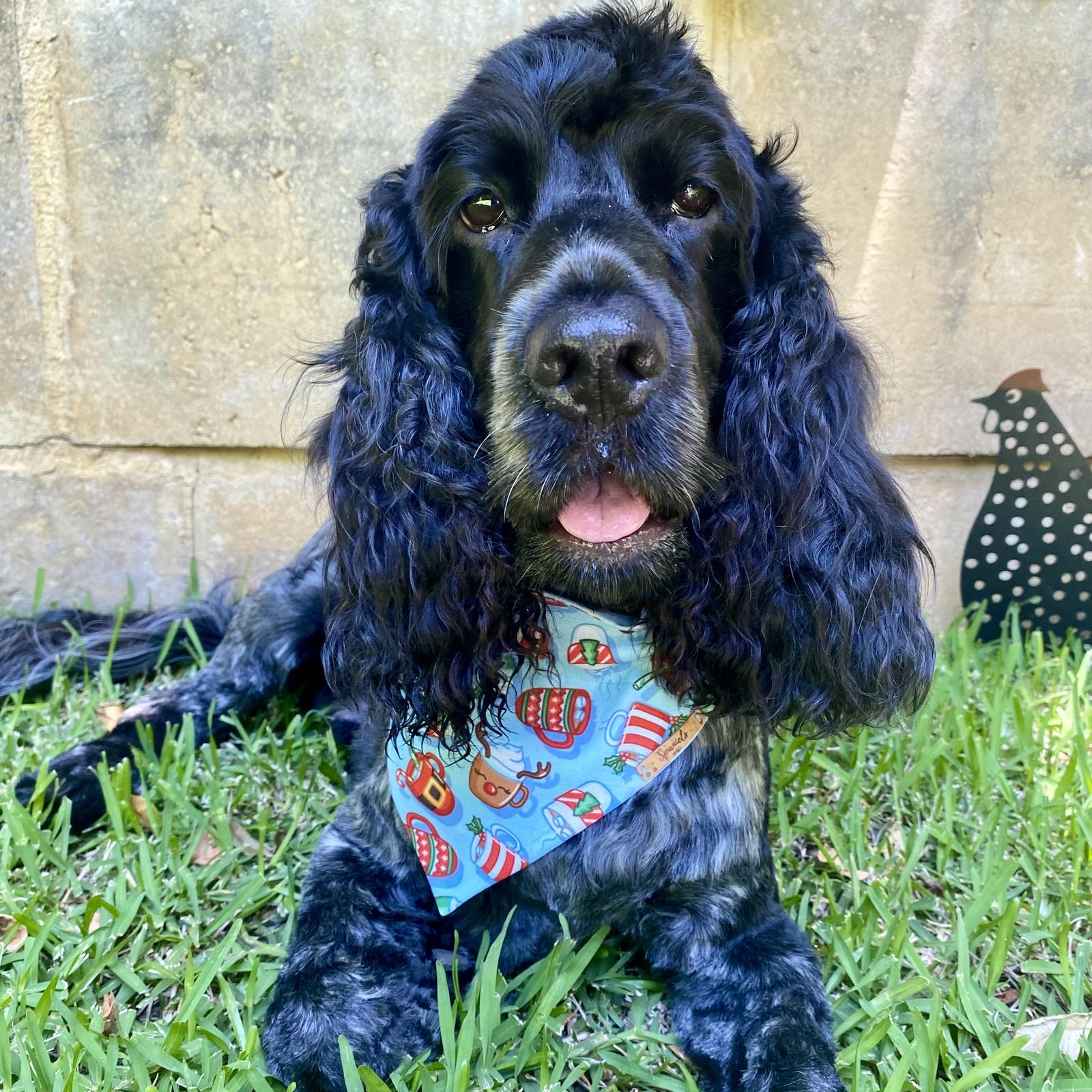 Dog Bandana