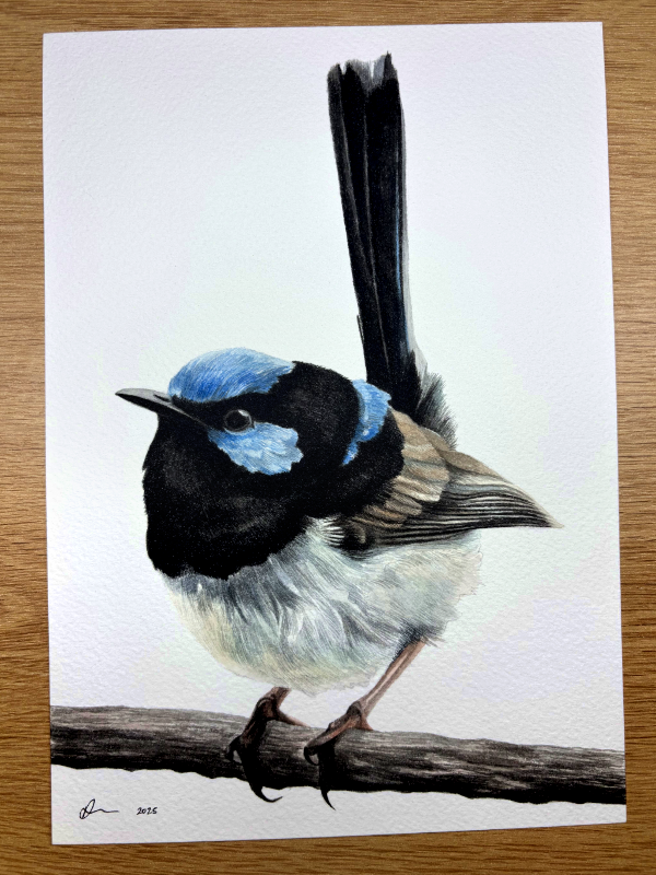 Original Artwork (Superb Wren)