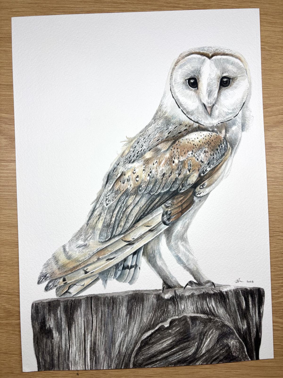 Original Artwork (Barn Owl)