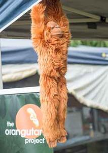 The Orangutan Project