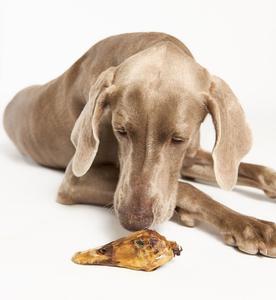 Woofalicious K9 Barkery