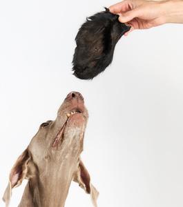 Woofalicious K9 Barkery