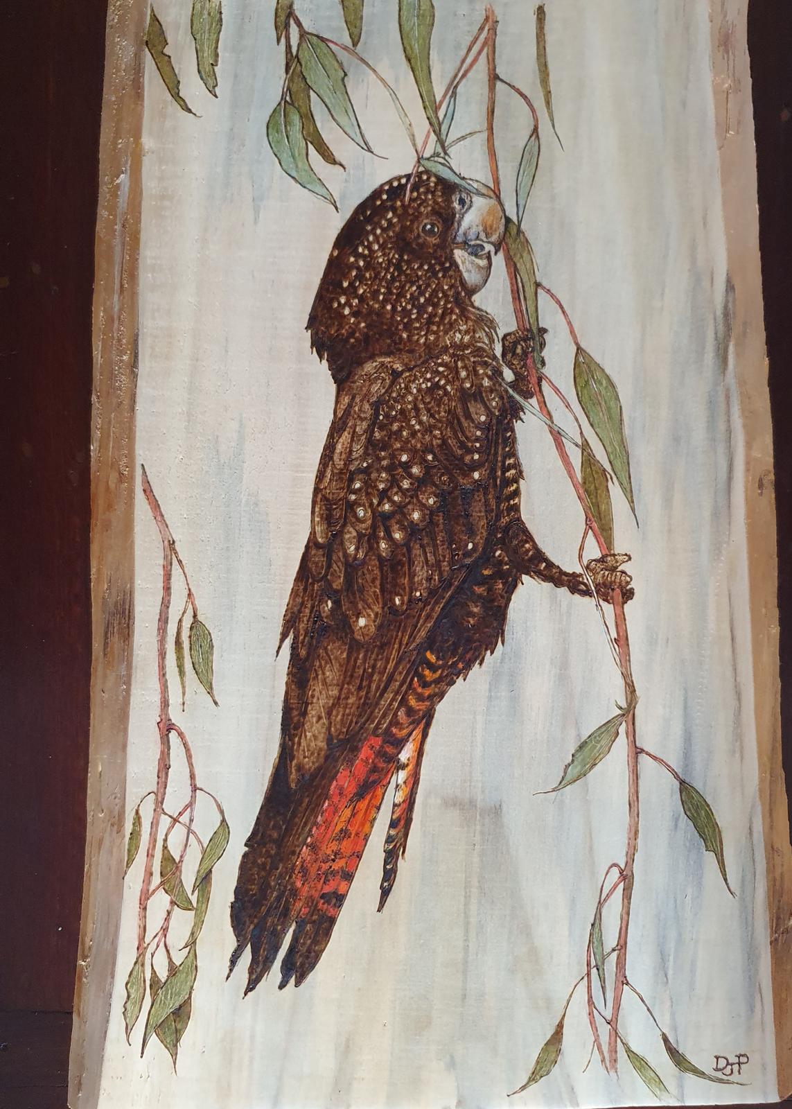 Black Cockatoo