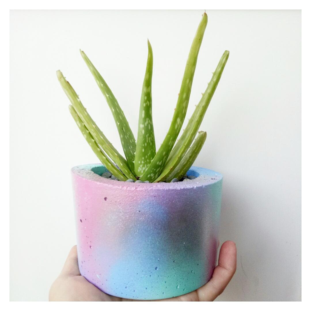 Mint unicorn poop and mini maxi planter