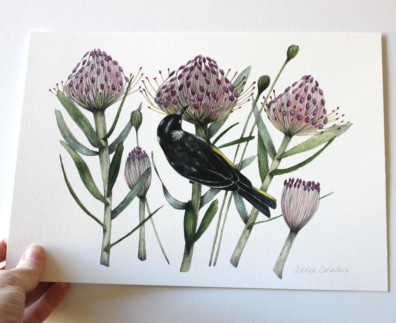 New Holland Honeyeater print