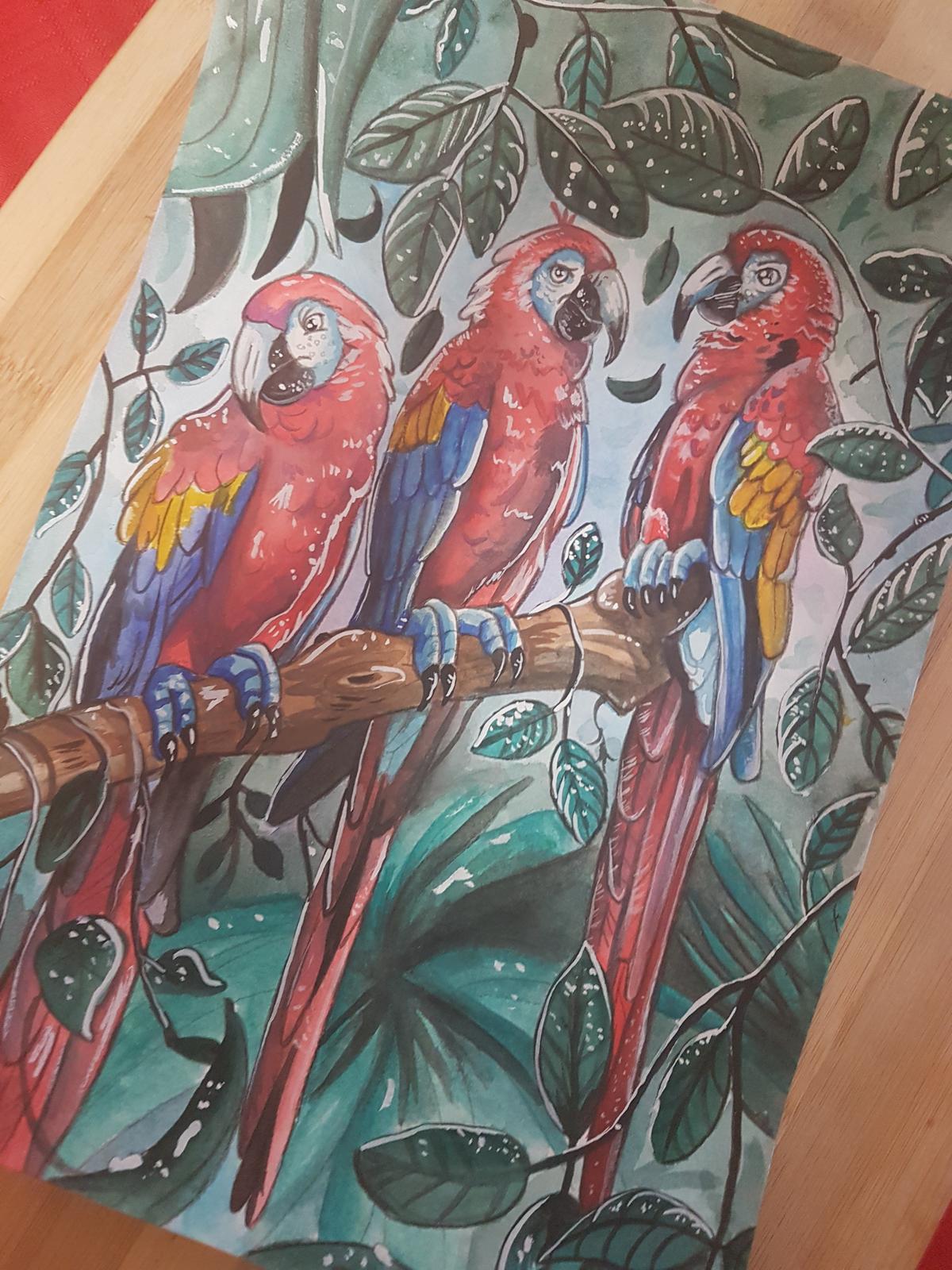 Watercolour - Scarlet Maccaws