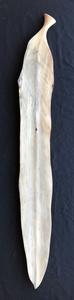 Arid Timber Art