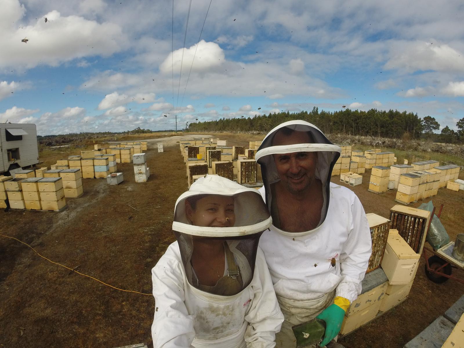 In the Apiary