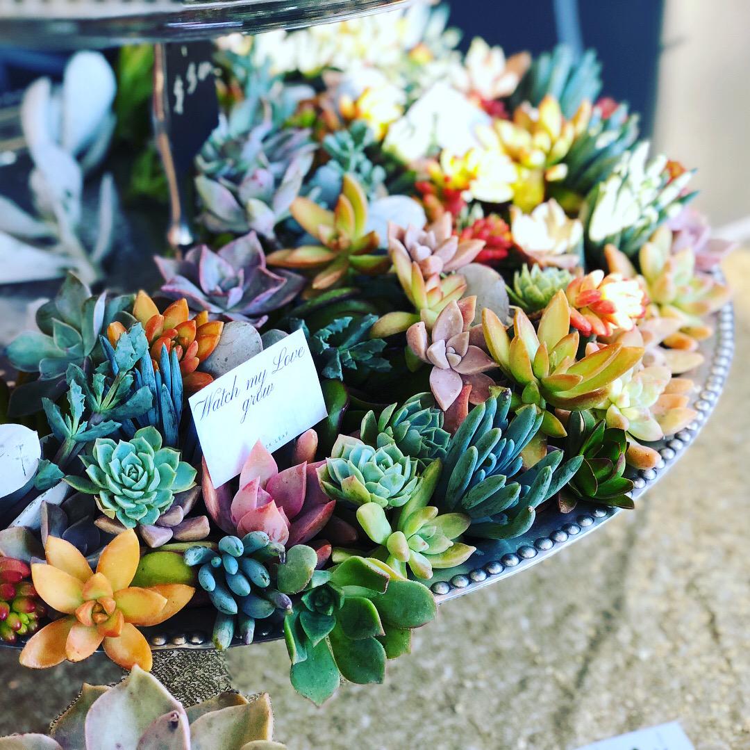 Our diy cuttings