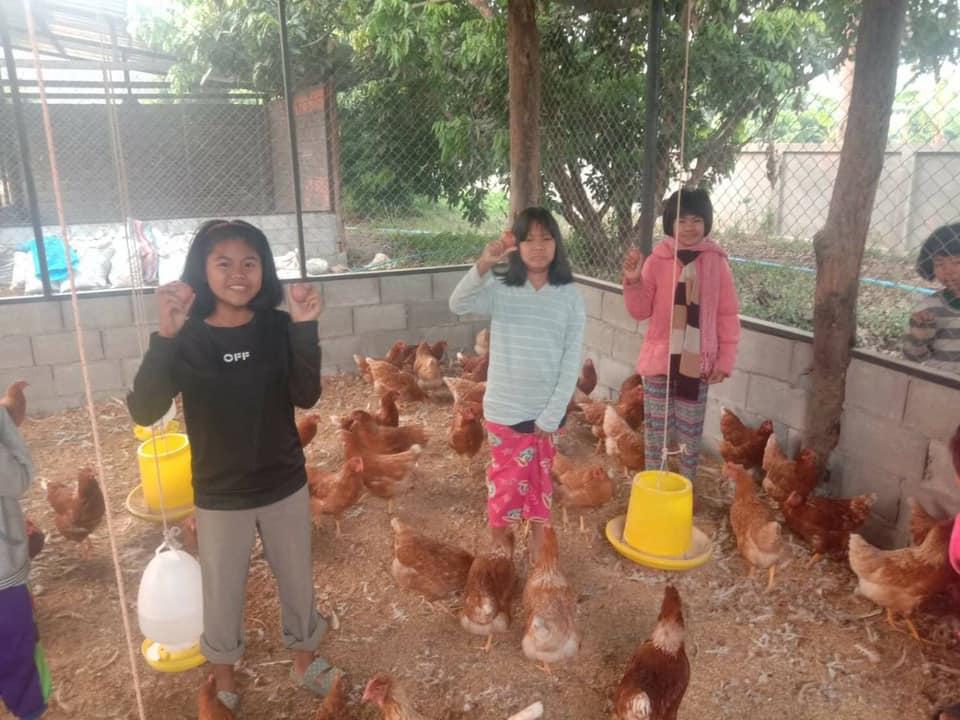 Collecting eggs - a great protein source