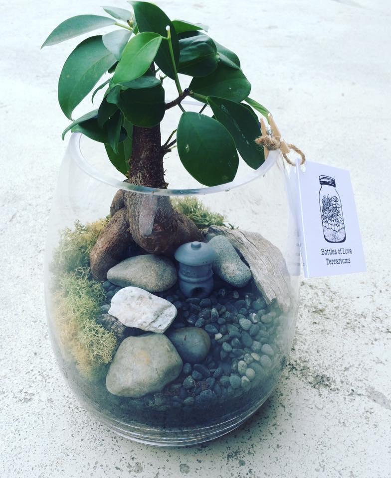 Pot belly fig terrarium