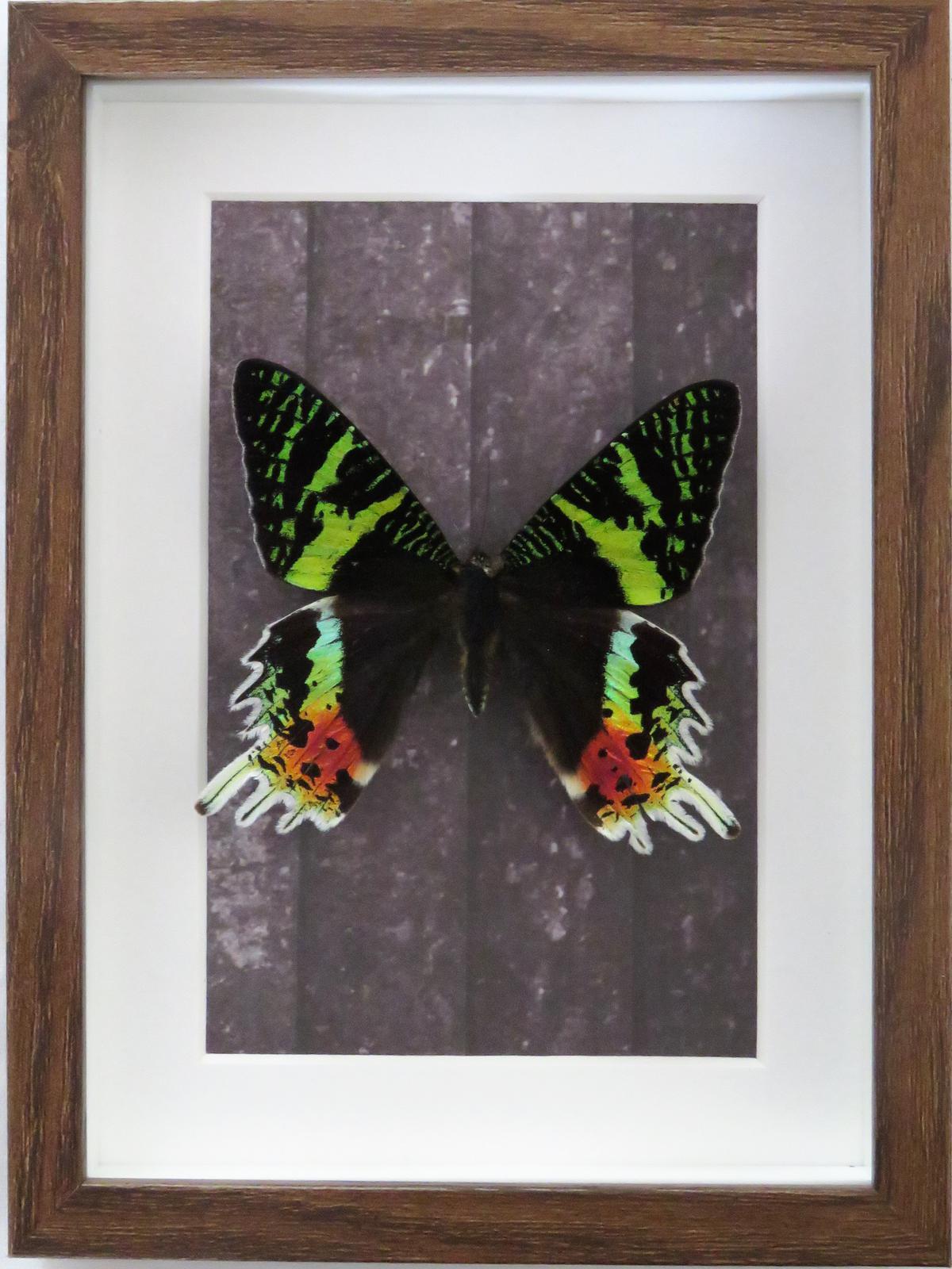 Madagascan Sunset Moth