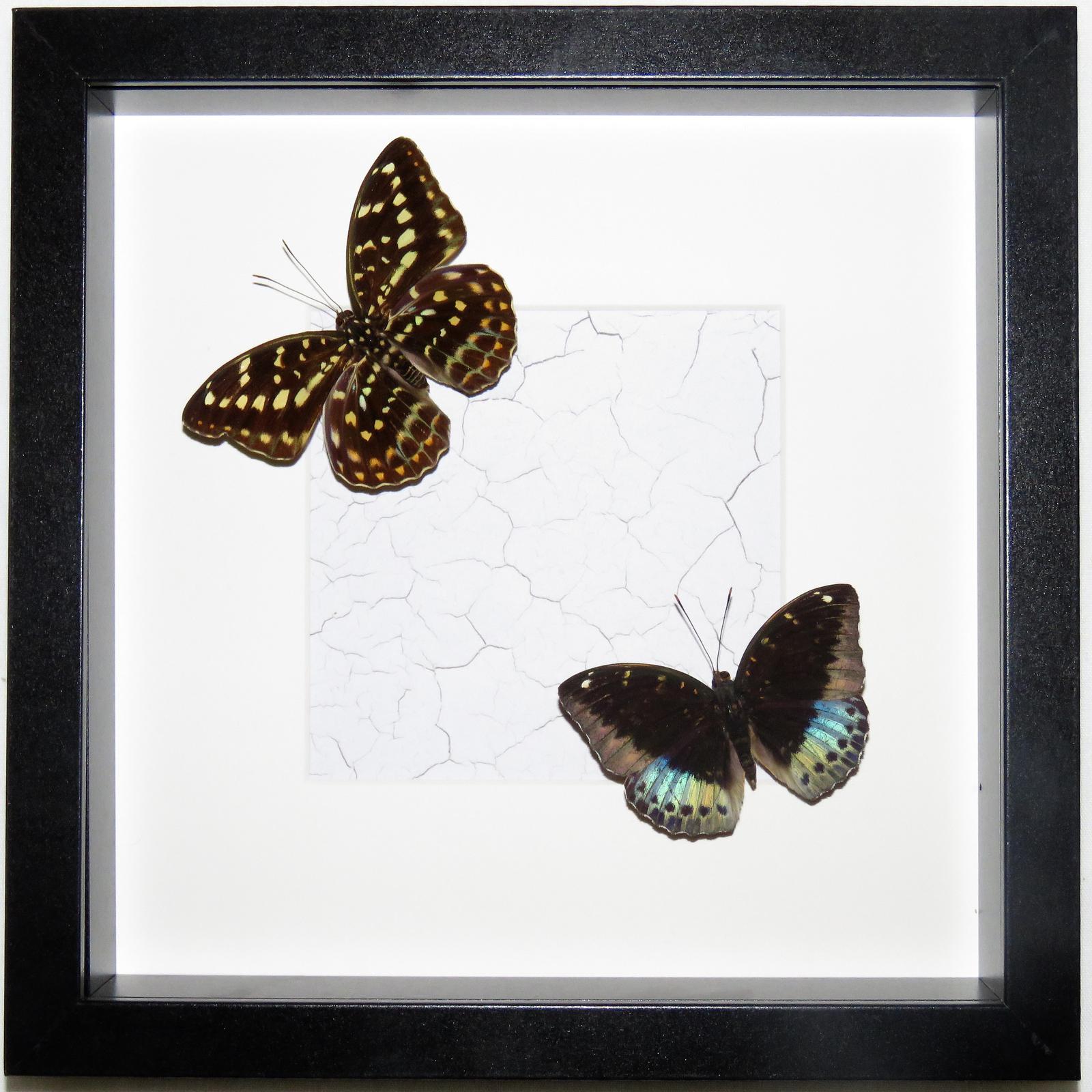 Lexias pair - Male chasing female