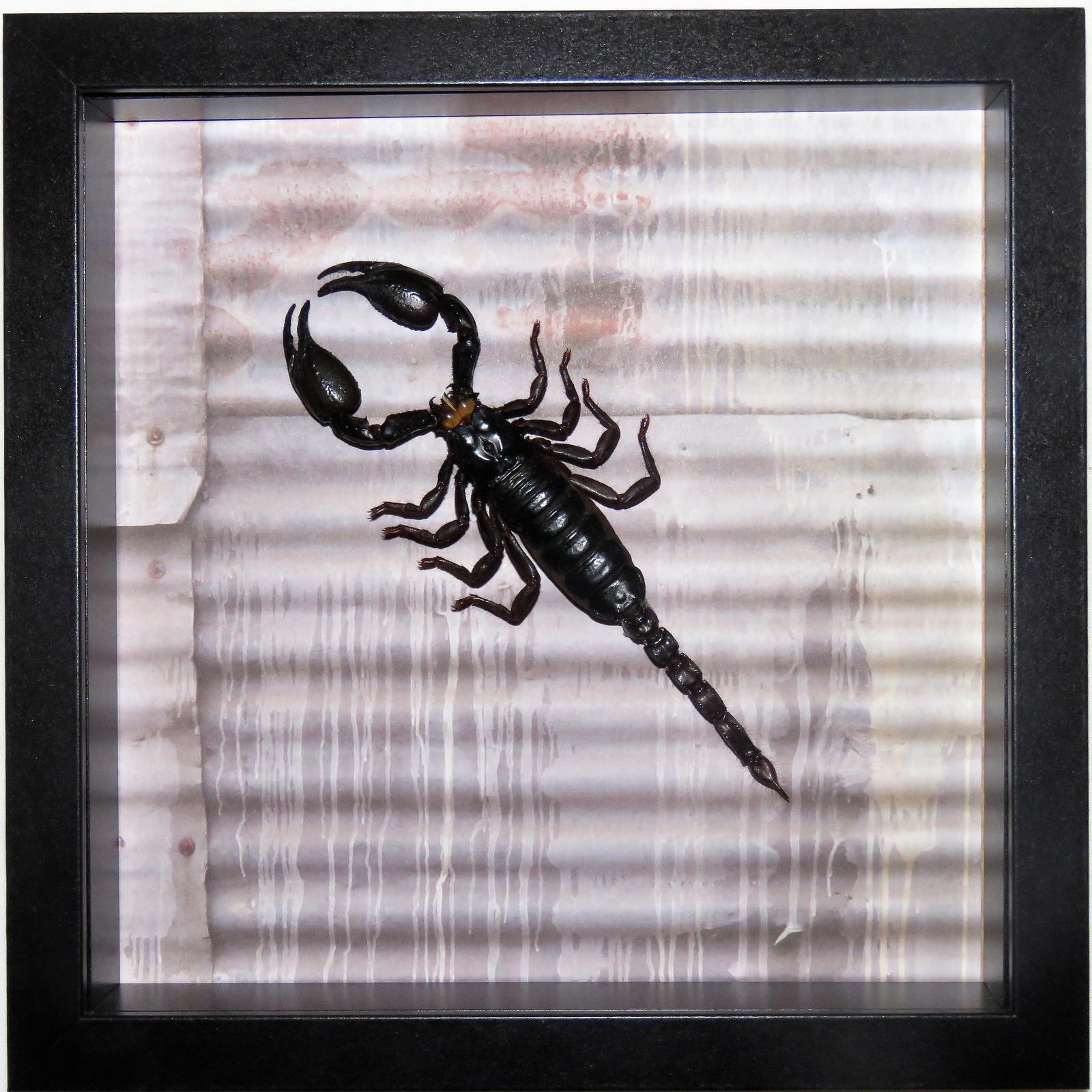 Scorpion - 15cm +