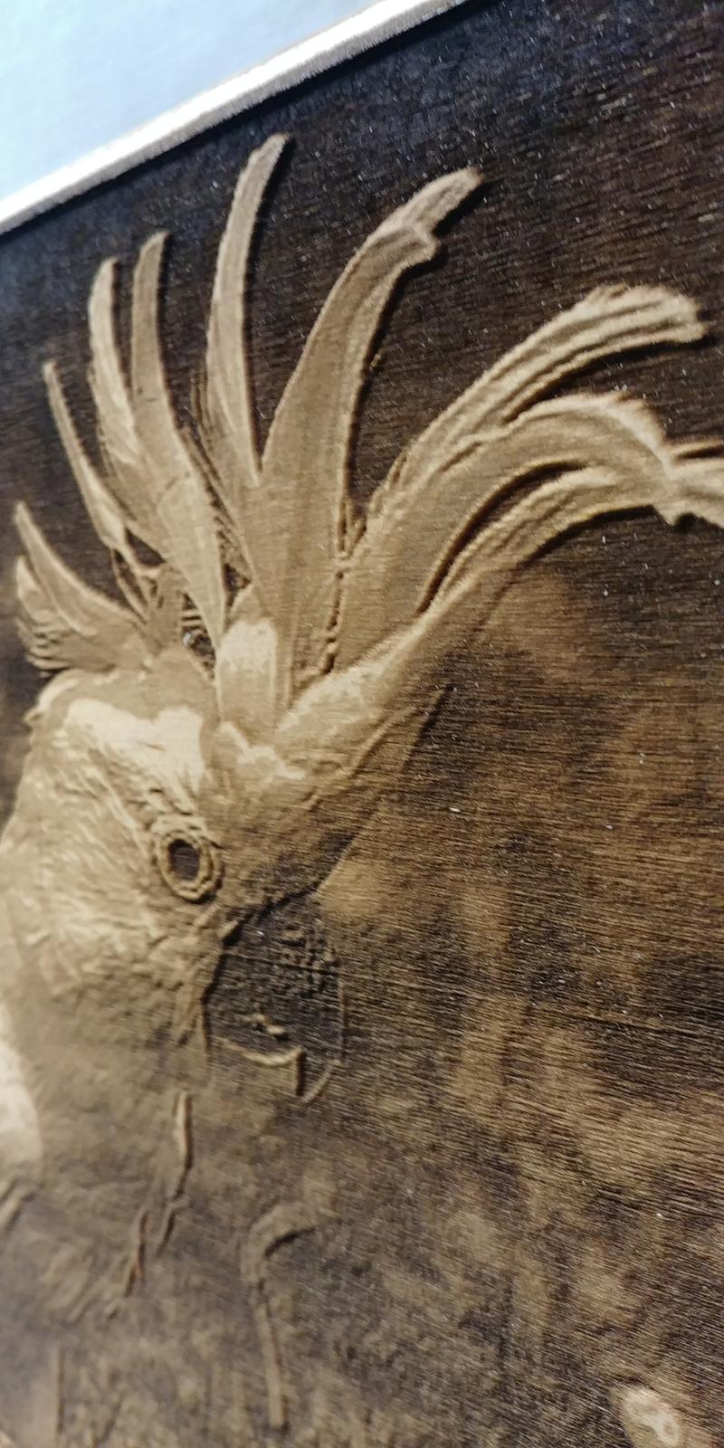 Cockatoo
