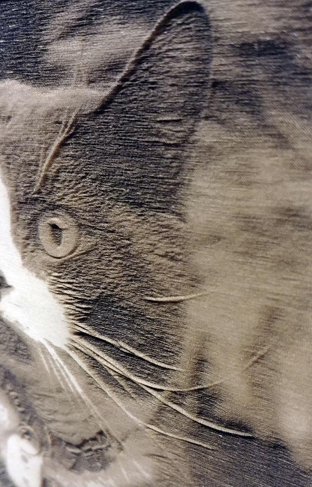 Newton the cat