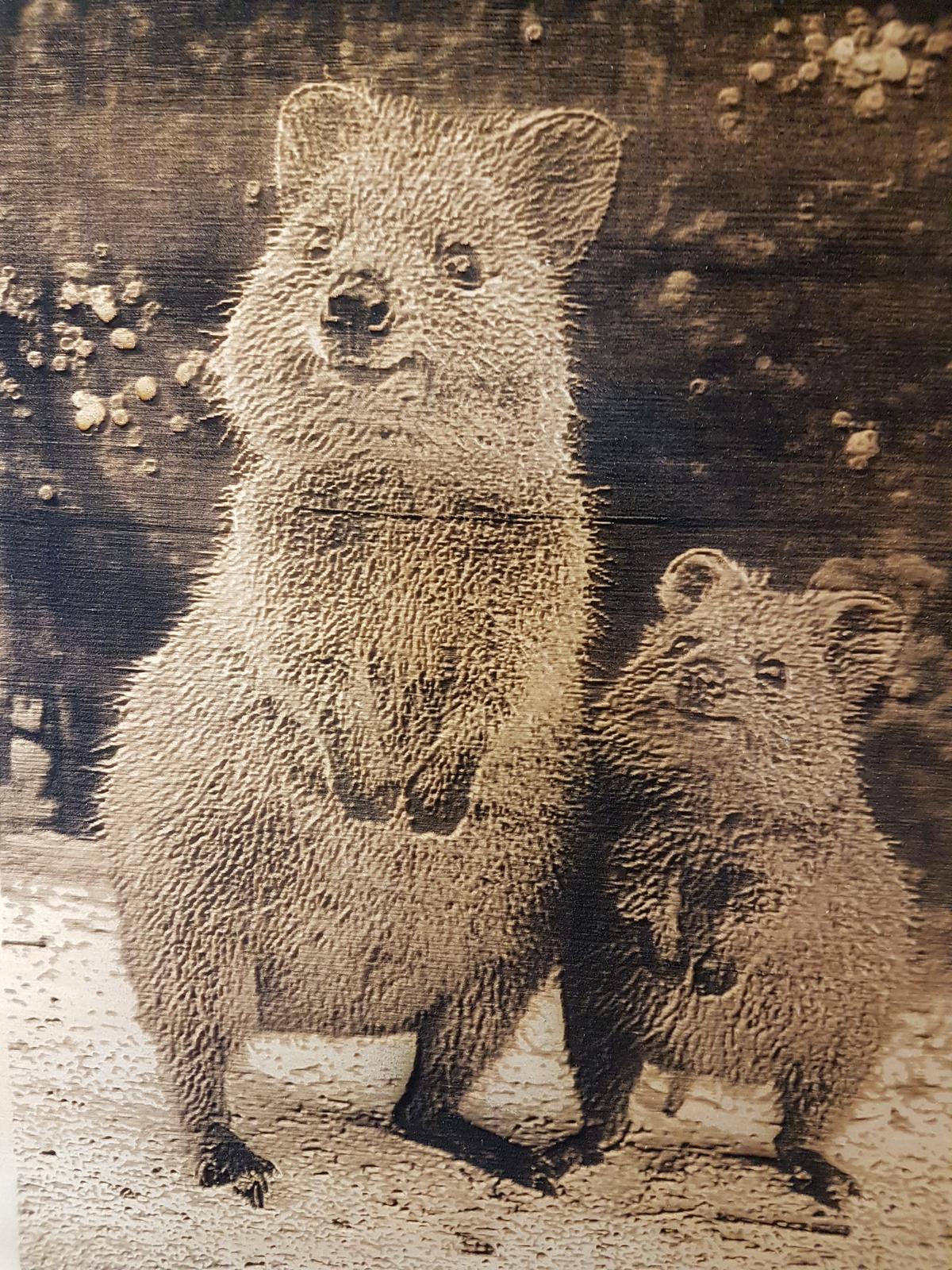 Quokka