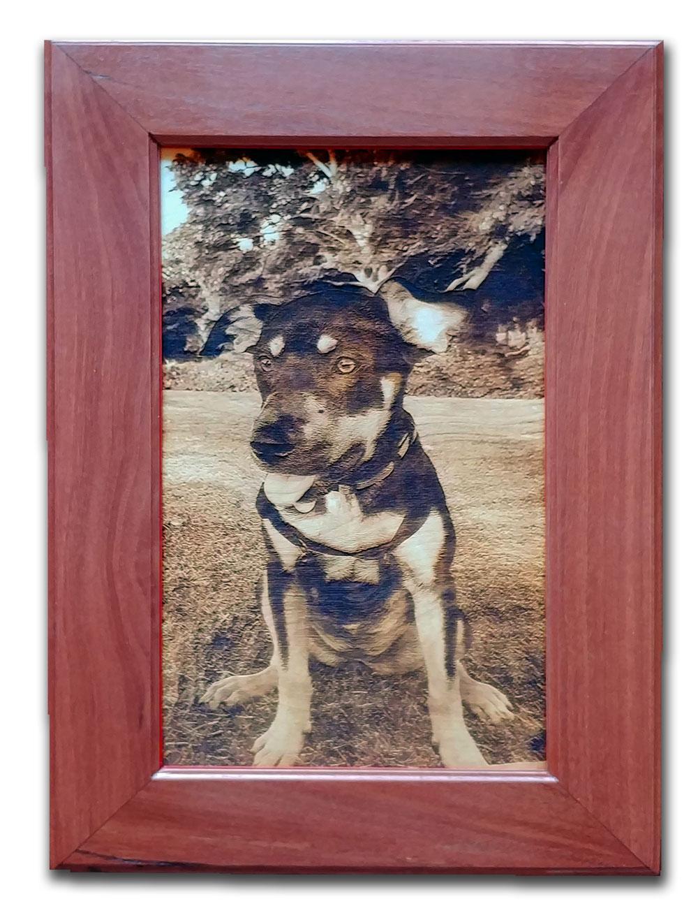 Dog with custom jarrah frame