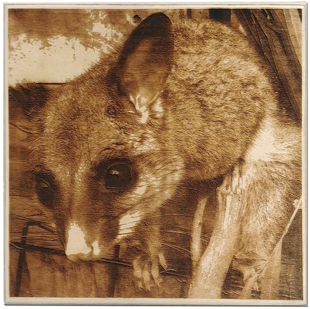 Possum
