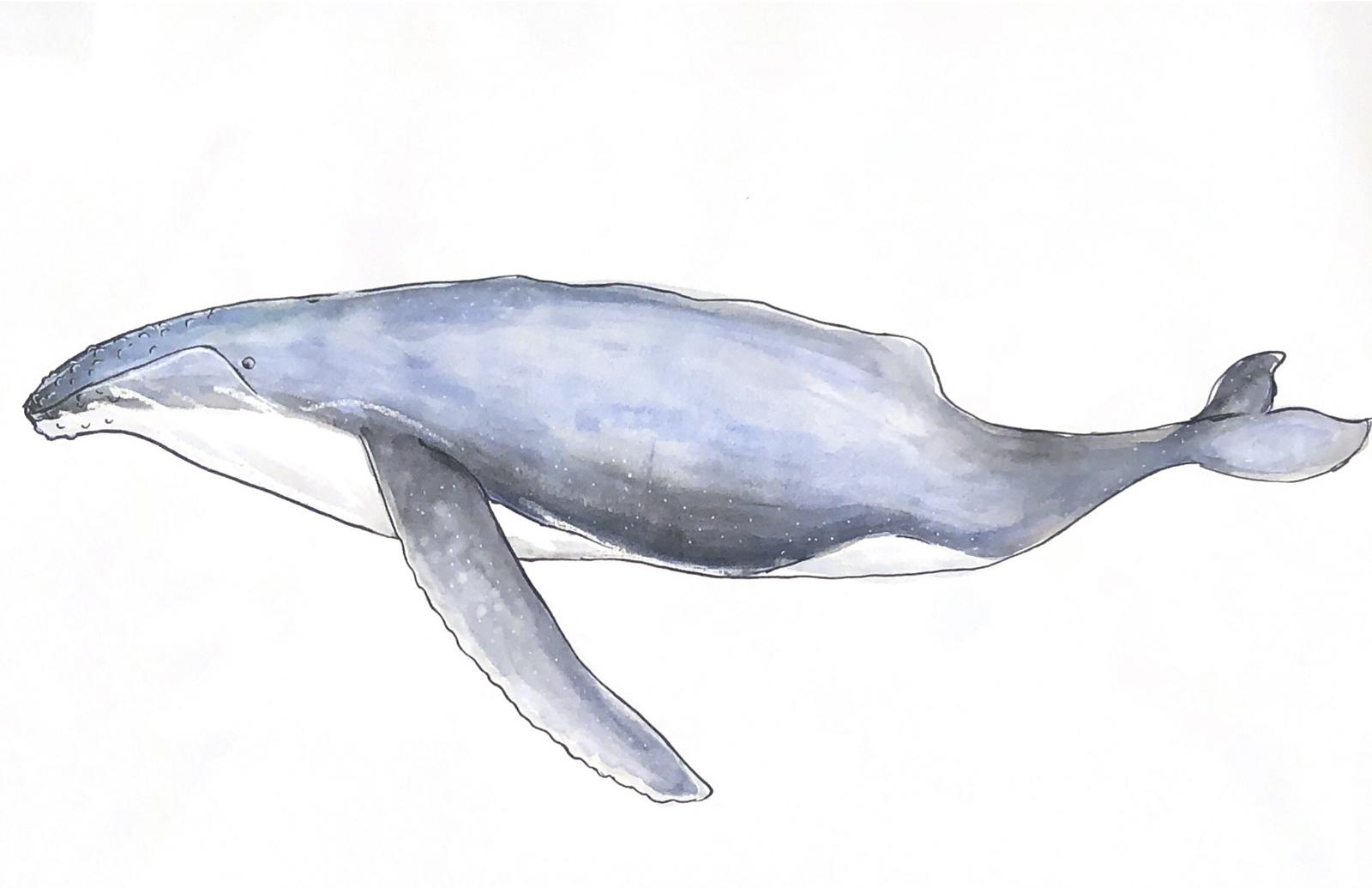 Water Colour