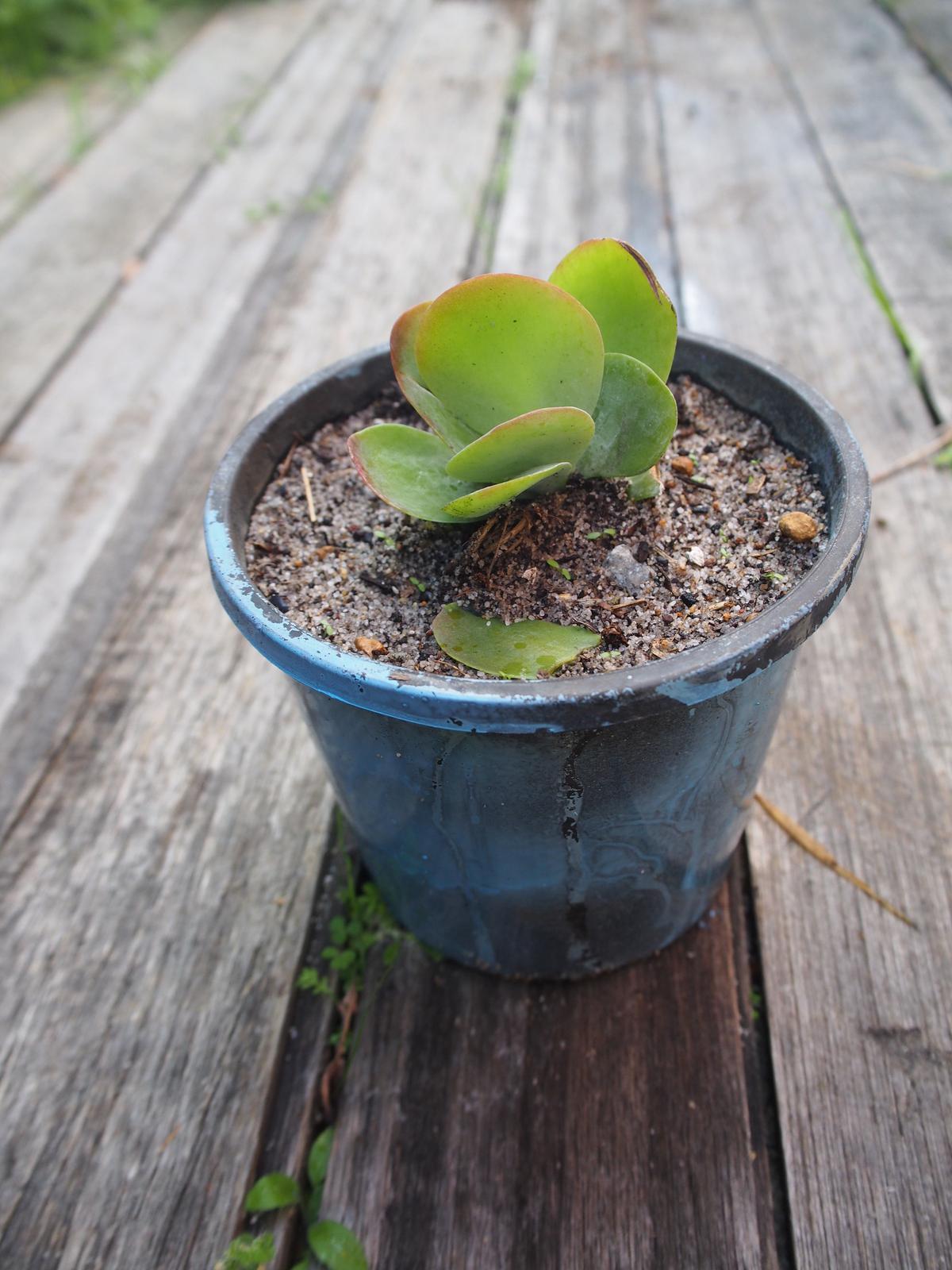 Succulents