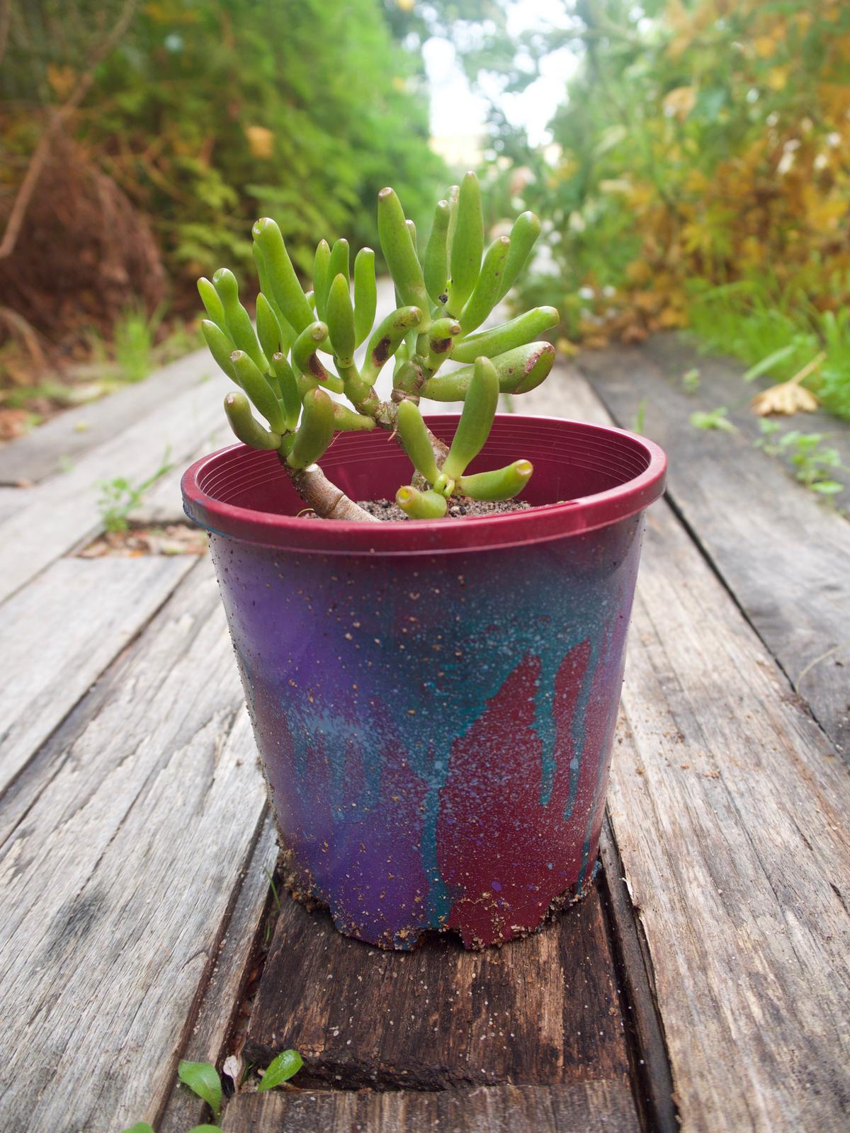 Succulents