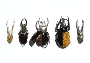 Cabinet of Curiosities