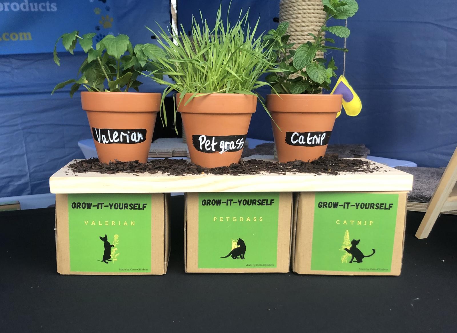 Grow kits of cat plants