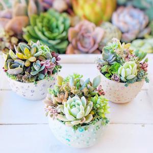 Charming Succulents