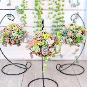 Charming Succulents