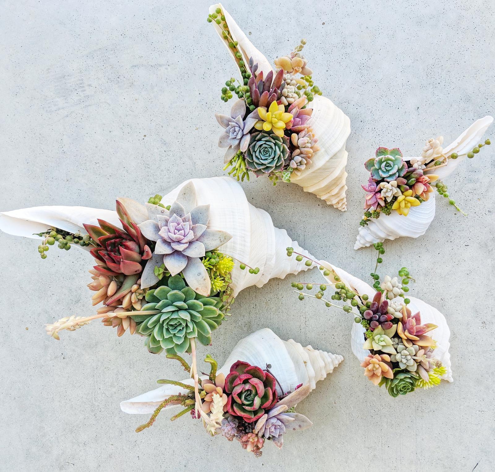 Succulents in seashells