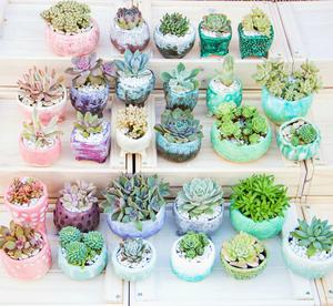 Charming Succulents