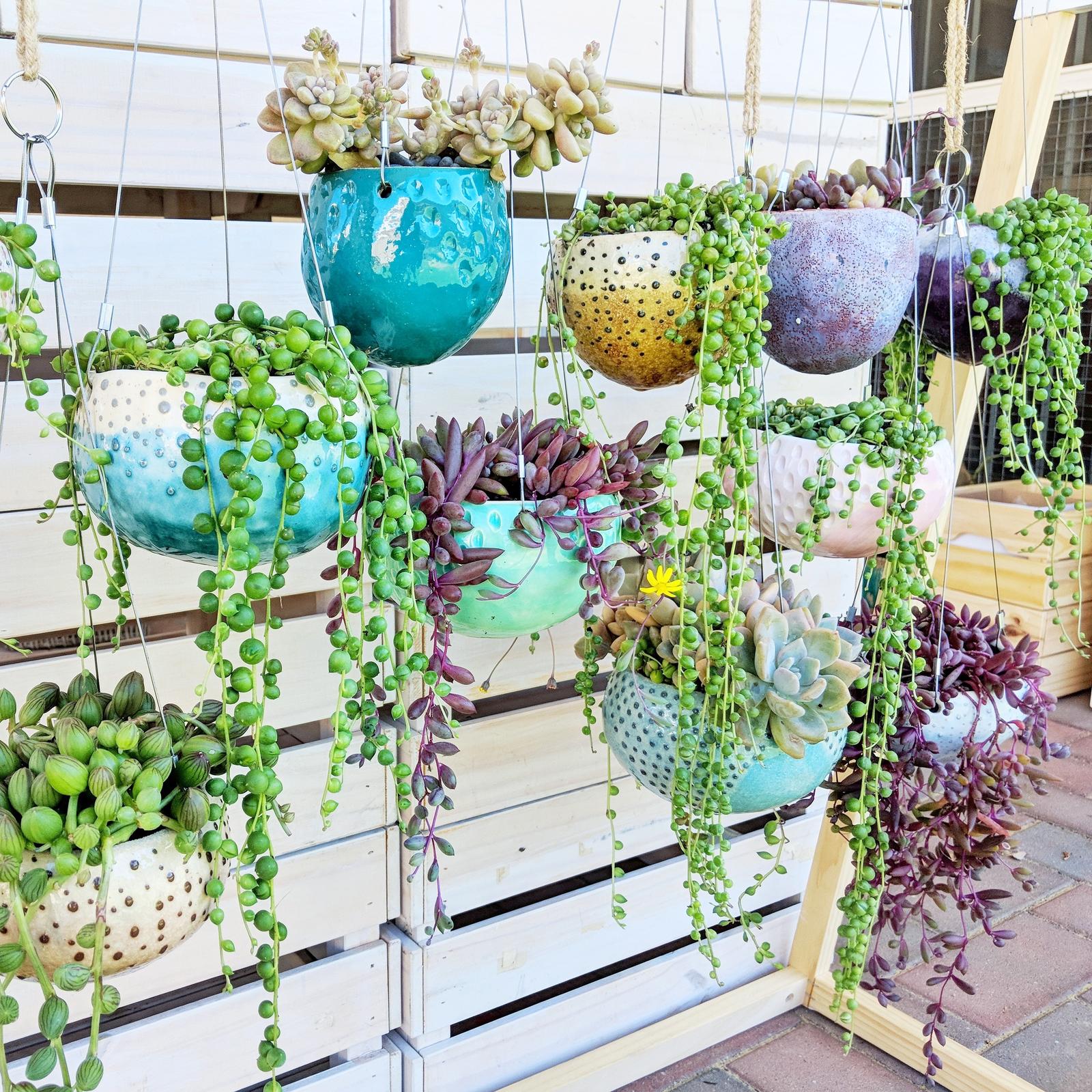 Succulents in handmade hanging planters