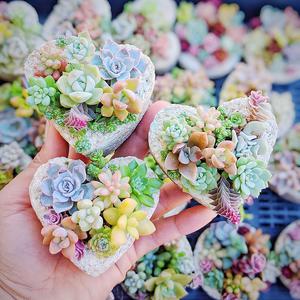 Charming Succulents