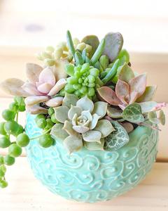 Charming Succulents