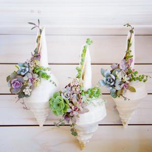 Charming Succulents