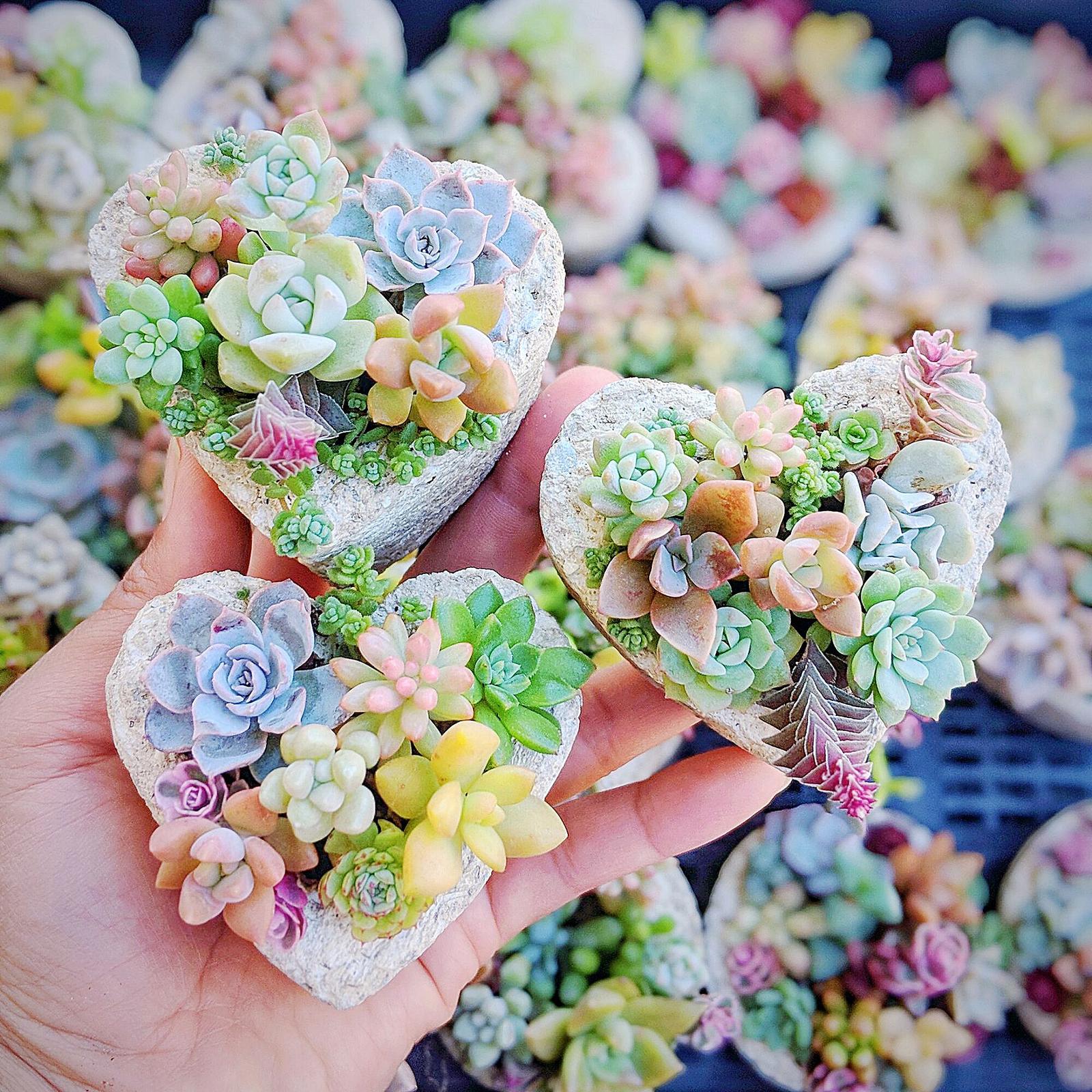 Mini succulent arrangements