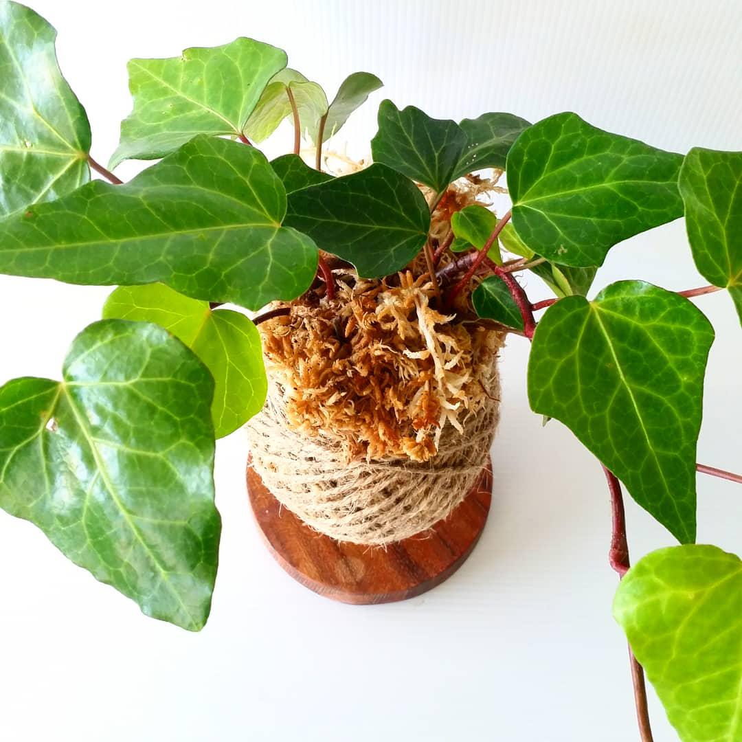 Coastal Eden Peace Ivy Kokedama