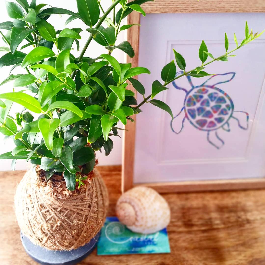 Coastal Eden Jasmine Kokedama