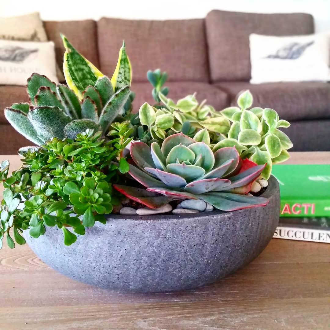 Coastal Eden Succulent Wok Bowl