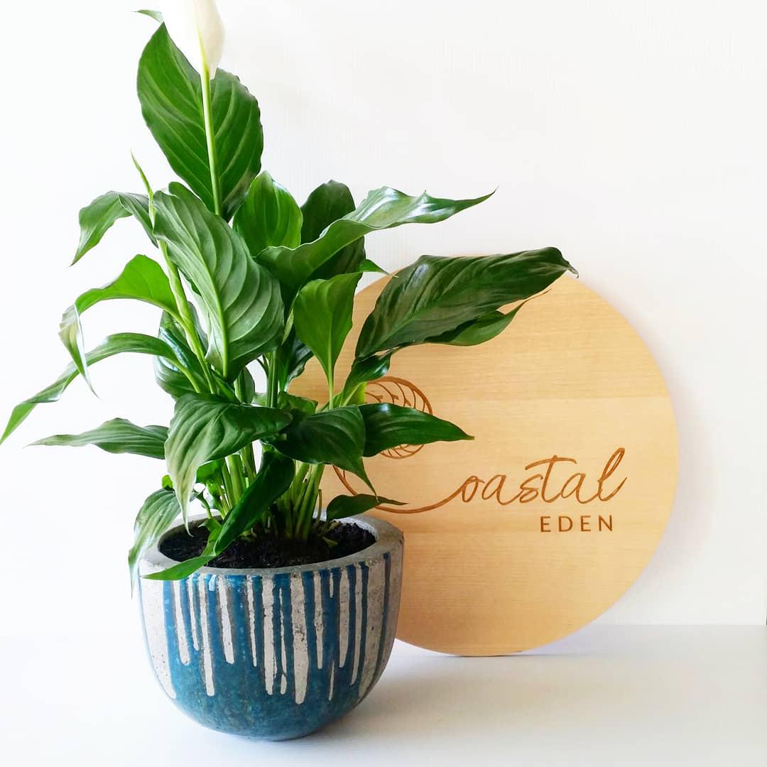 Coastal Eden Resin and Concrete Planter