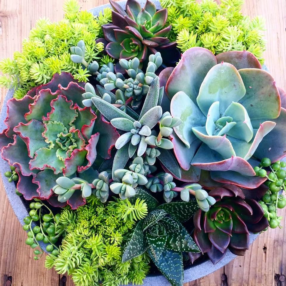 Coastal Eden Succulent Bowl