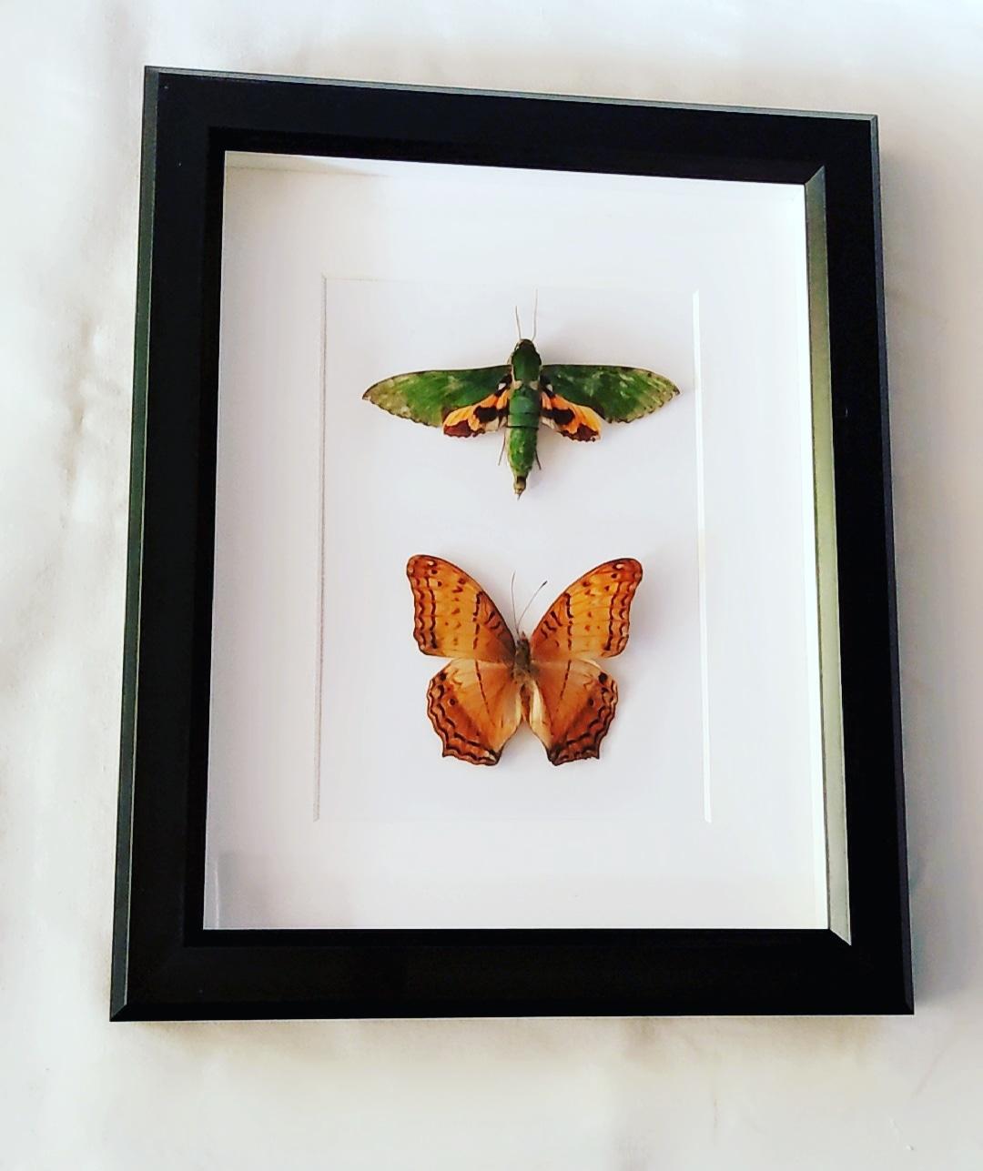 Moth and Butterfly Specimens