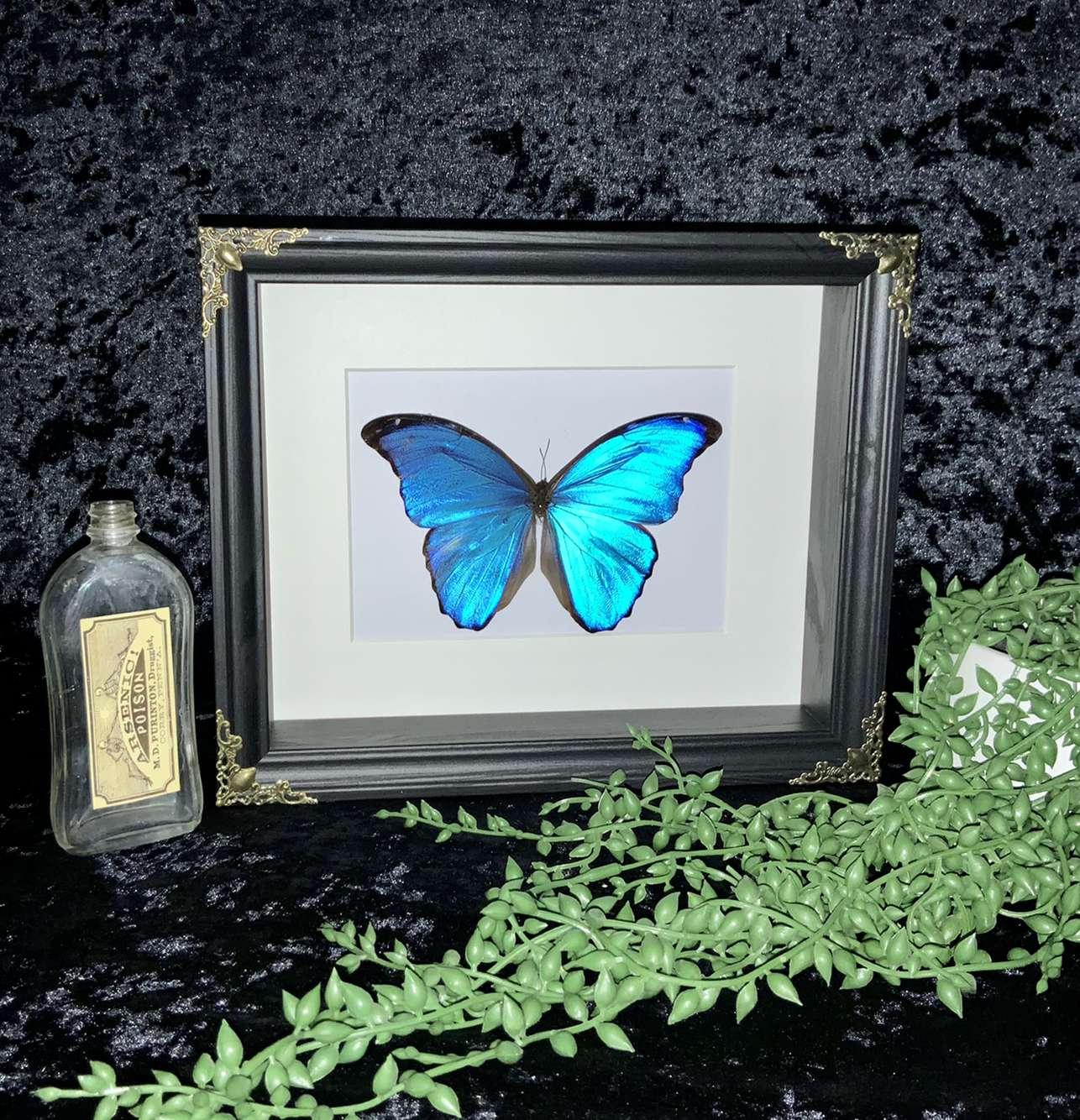 Morpho