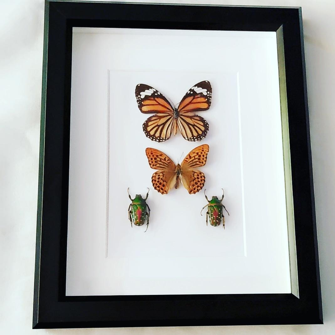 Butterfly and Christmas Beetles Specimens